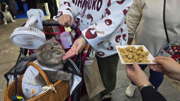 宠物食品厂家(哪家宠物食品厂家值得信赖)