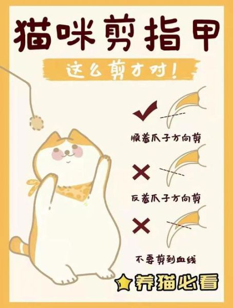 宠物饲养( 猫咪的指甲又该怎么剪)