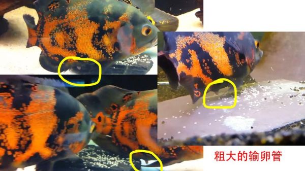 宠物鱼(还是威武的地图鱼)