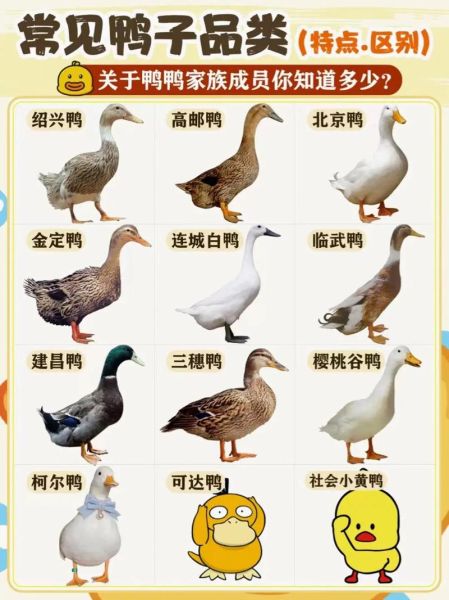 宠物鸭(你真的了解它吗)