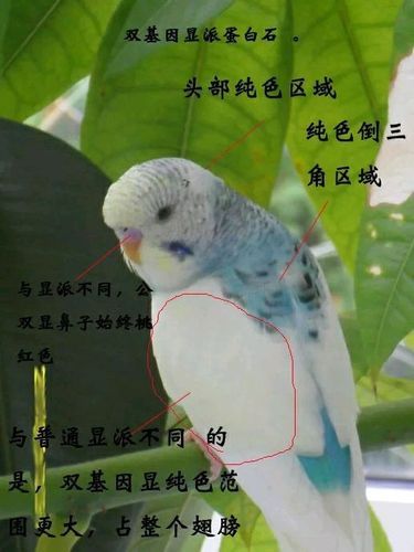 宠物鹦鹉种类(虎皮鹦鹉和太平洋鹦鹉哪个更好看)