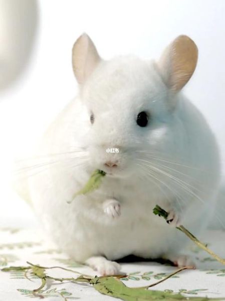 宠物龙猫(它真的像动画里那么萌吗)