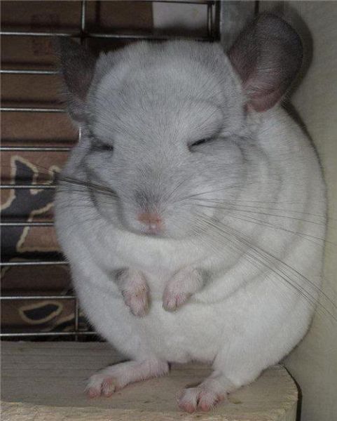 宠物龙猫(它真的像动画里那么萌吗)