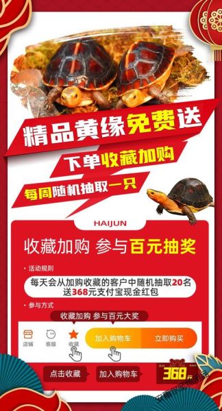 宠物龟(哪里能买到靠谱的)