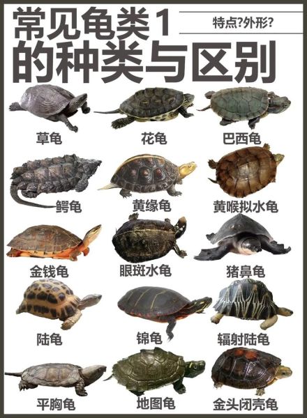 宠物龟的种类(你怎么知道哪种适合你)