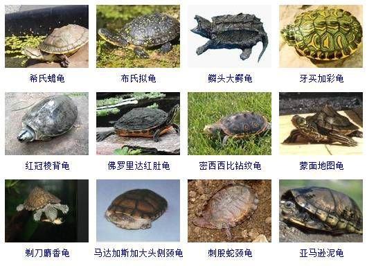宠物龟的种类(你怎么知道哪种适合你)