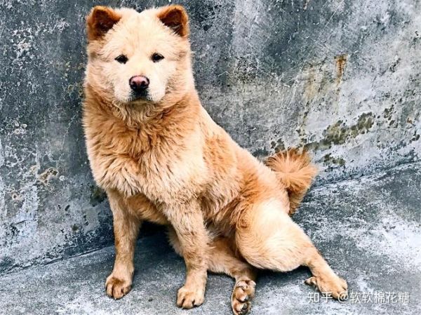 家养宠物大全(还是忠诚的狗狗)