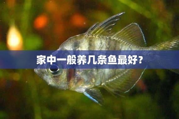 家庭养鱼(家里养几条鱼最旺)