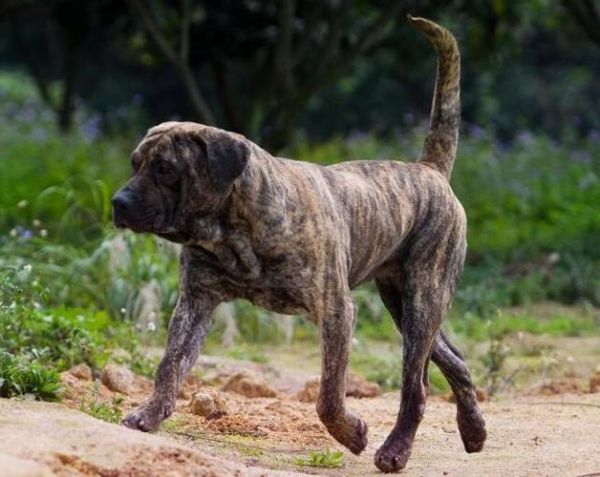 家庭护卫犬(还是只会对家人撒娇卖萌)