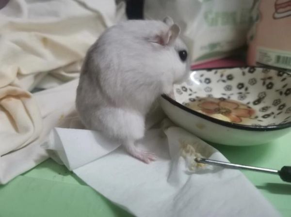 家有小宠( 仓鼠的干饭视频有多可爱)