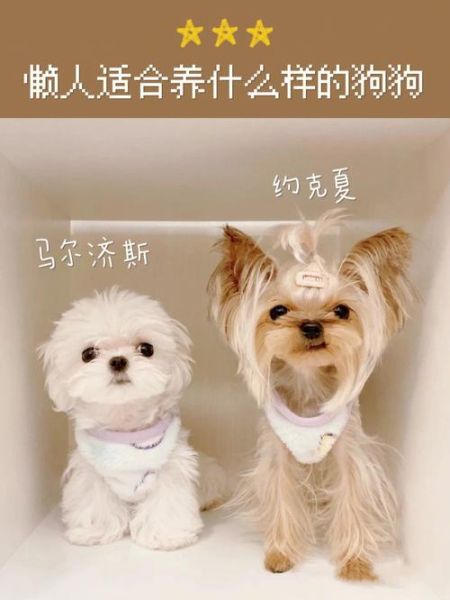 家狗(它们适合当宠物吗)
