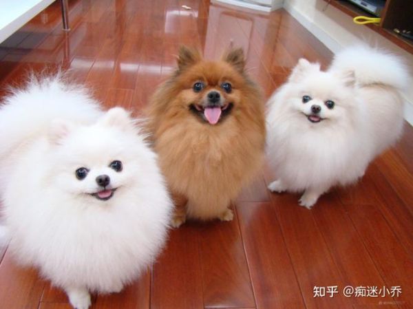 家狗(它们适合当宠物吗)