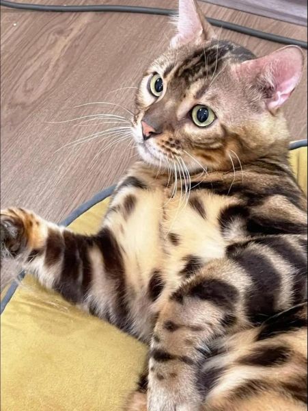 家猫多少钱(先了解下市场价吧)