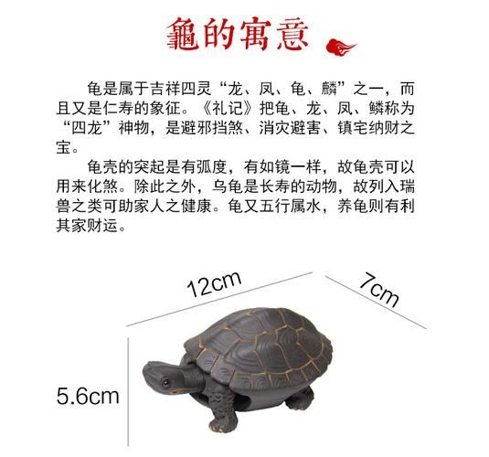 家里养龟(养龟到底有什么风水讲究)