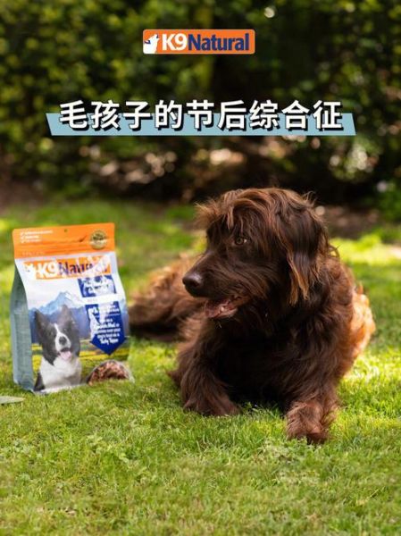 寄养宠物(哪个更适合你的毛孩子)