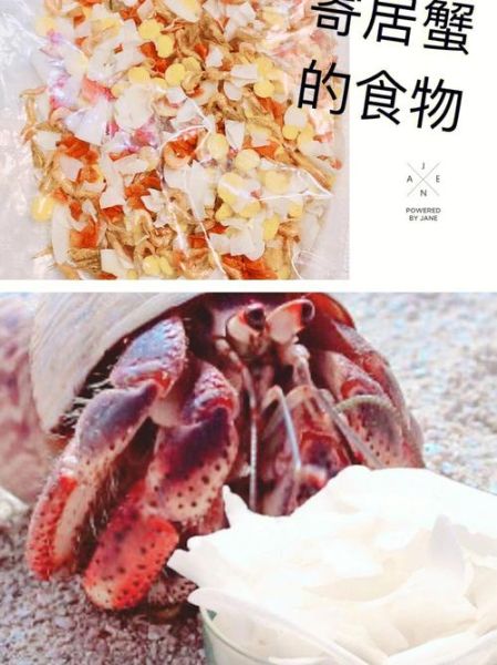 寄居蟹吃什么(哪些食物不能喂)