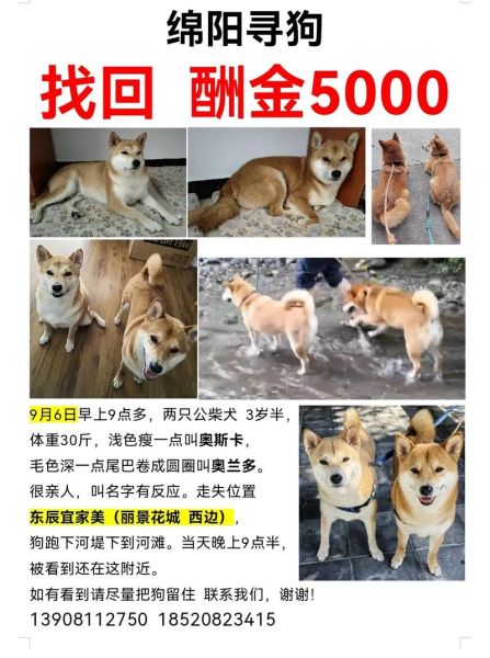 寻狗启事( 它会顺利回家吗)
