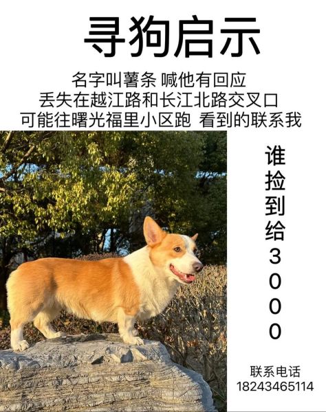 寻狗启事( 它会顺利回家吗)