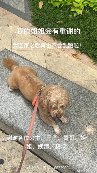 寻狗启示( 它可是我的宝贝)