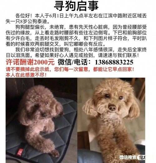 寻狗启示( 它可是我的宝贝)