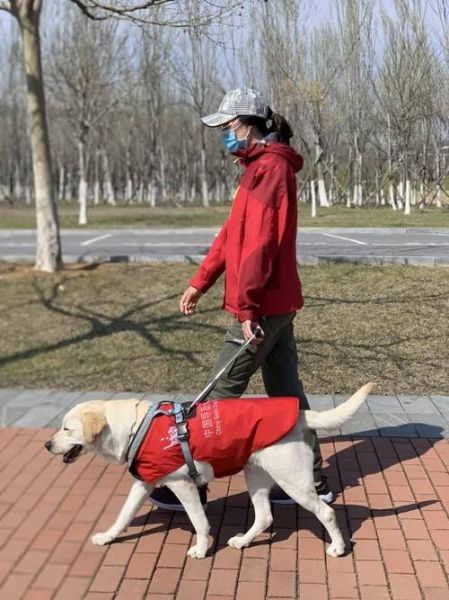 导盲犬品种(如何与导盲犬和主人和谐相处)