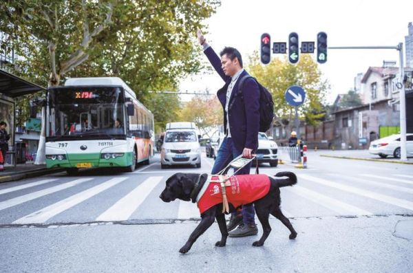 导盲犬品种(如何与导盲犬和主人和谐相处)