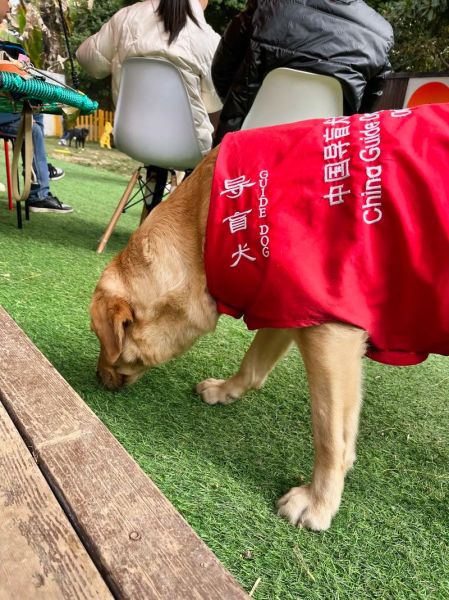 导盲犬是什么狗(如何更好地与导盲犬相处)