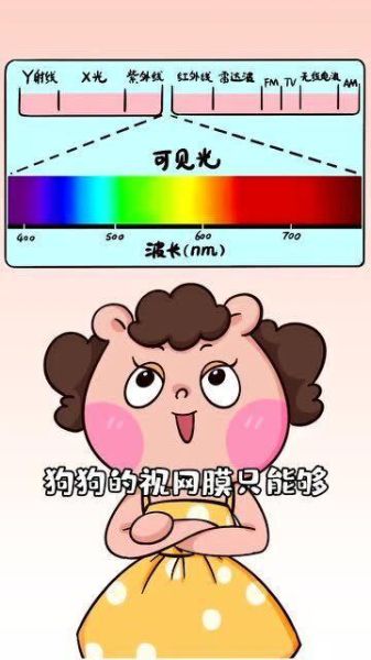 导盲犬是怎么分辨红绿灯的(它们看不见颜色吗)