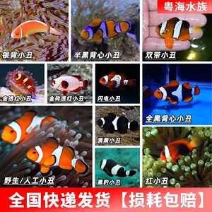 小丑鱼价格(预算多少才够)