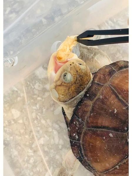 小乌龟不吃东西怎么办(怎么才能让它开食)