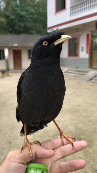 小八哥鸟(为什么眼睛还没睁开)