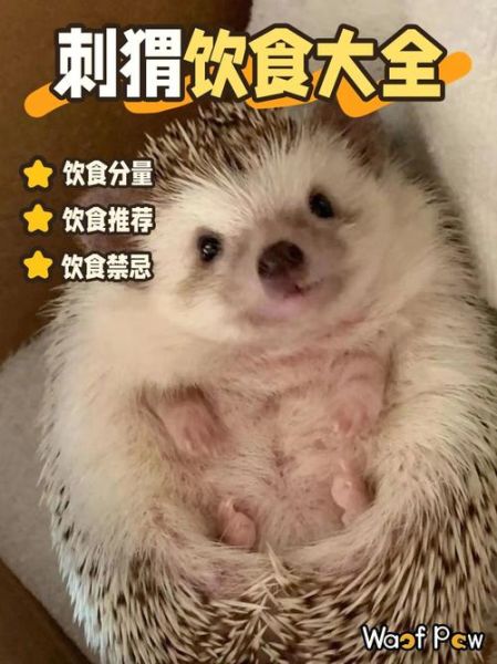小刺猬吃什么(它们需要吃肉吗)