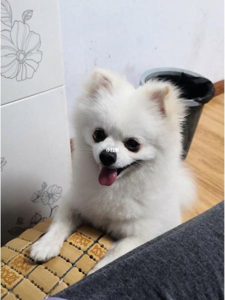 小博美( 还能不能让我安心追剧)