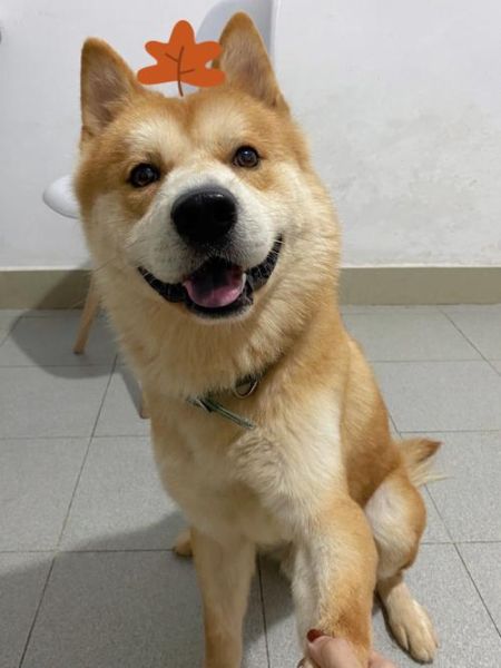 小可爱是什么狗(它适合当宠物吗)