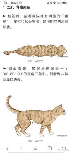 小喵骨头(为什么她要遮脸)