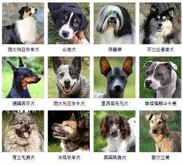 小型宠物犬品种大全(你家毛孩子能上学霸榜吗)