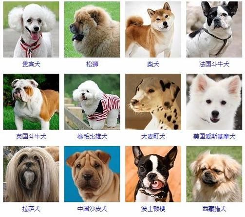 小型宠物狗品种图片大全(这几个品种你一定喜欢)