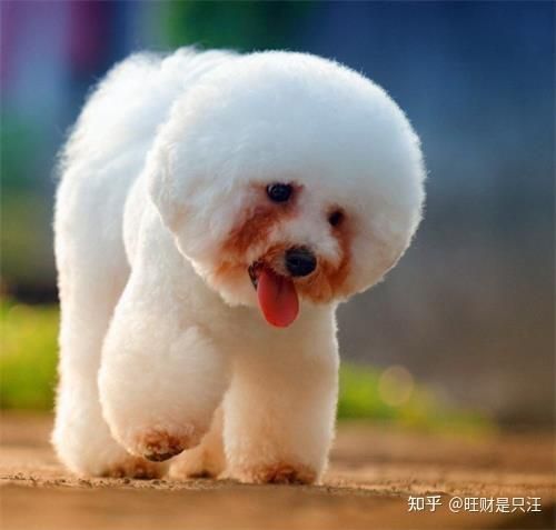 小型宠物狗品种大全(哪种小型犬最适合运动量大的主人)