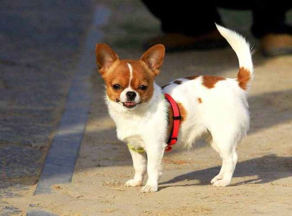小型宠物狗品种大全(哪种小型犬最适合运动量大的主人)