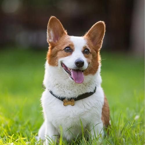 小型宠物狗的品种及图片(迷你型宠物犬有哪些品种)