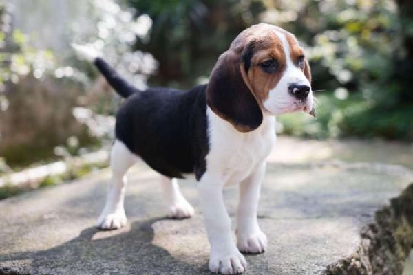 小型宠物狗的种类( 哪种小型犬最讨人喜欢)