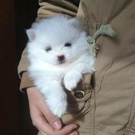 小型犬( 它们真的会很粘人吗)