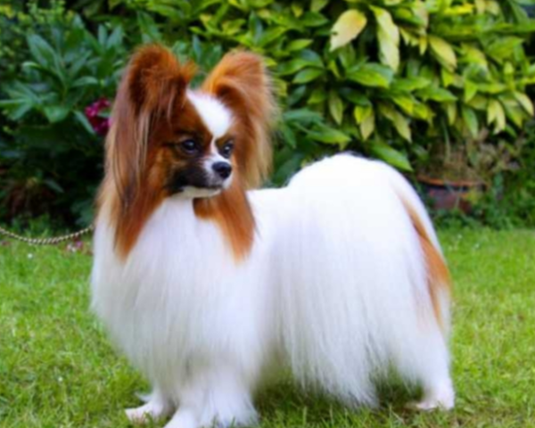 小型犬品种( 哪个品种最讨人喜欢)