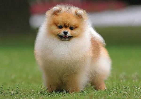 小型犬图片(总有一款让你爱不释手)