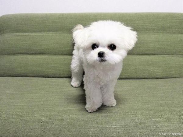 小型犬图片(总有一款让你爱不释手)