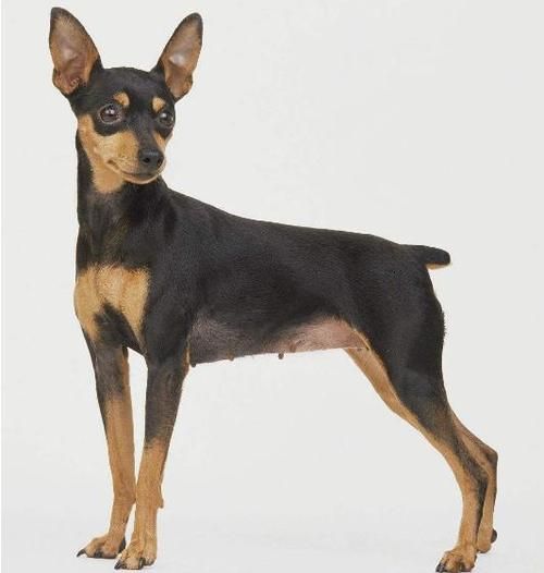 小型犬有哪些(到底哪种比较好呢)