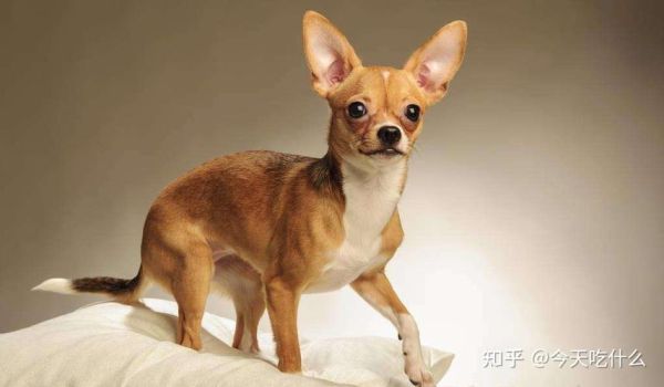 小型犬有哪些(到底哪种比较好呢)