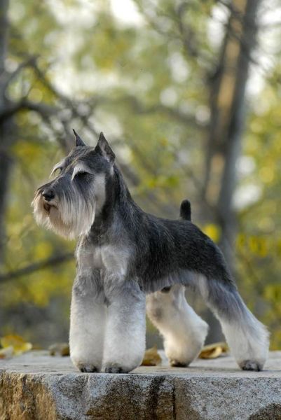 小型雪纳瑞犬(它容易训练吗)