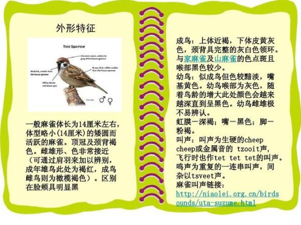 小太平鸟( 它们和我们平时看到的麻雀有什么区别)