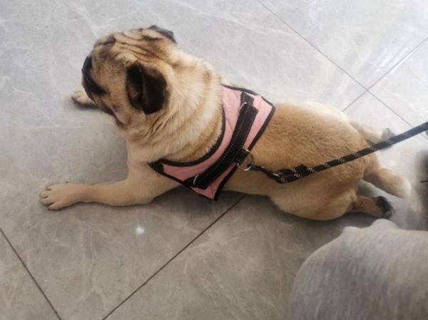小巴哥犬(怎么才能让它健康成长)